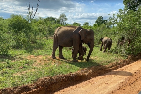 Udawalawe National Park Saari